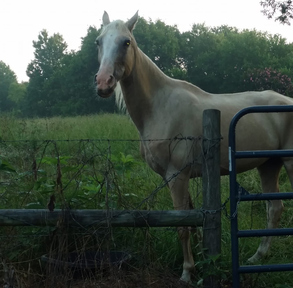 Meet your Posher, Tracey